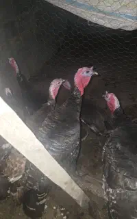 بوقلمون نر طبیعی