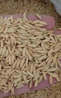 تیم بینج بی نام
