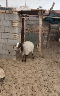 میش وتغل