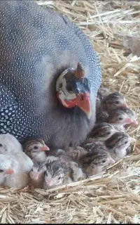 فروش جوجه مرغ شاخدار