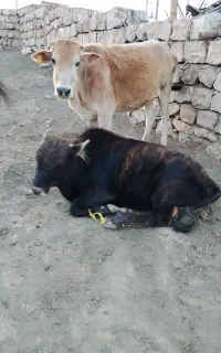 گاو