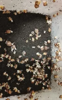 جوجه حلزون آچاتینا  و آچاتینا آلبینو سوپر مولد