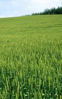 راهنمایی میخوام برای کار و سفر به شمال