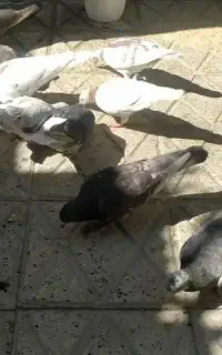 کبوتر