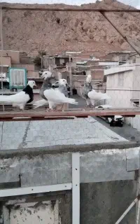 کبوتر طوقی