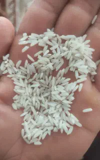 برنج میانه اعلا