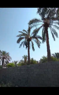 بریدن درخت و نخل و هرس نخل و تقویت و سمپاشی نخل