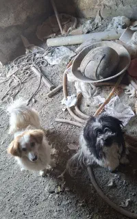 دو جفت سگ نر  پاکوتاه
