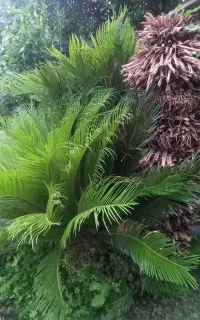فروش سیکاس چندین ساله..