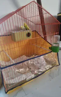 جفت مرغ عشق با وسایل