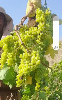 باغ انگور