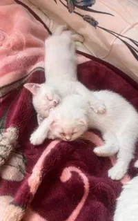 فروش فوری