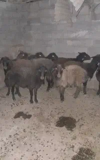 بره نر داشتی وزن ۴۰تا۴۵کیلو
