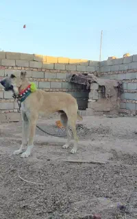 سگ گوسفندی و گله ای