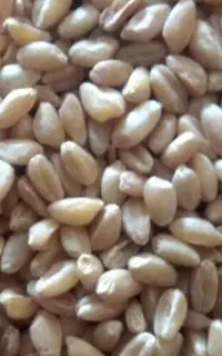 فروش گندم ترابی وارداتی