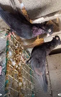 کبوتر زاغ  اصیل آبادا نی
