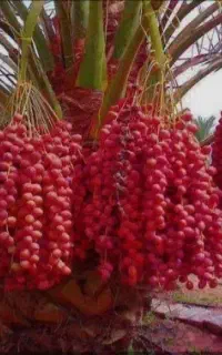 خریدار نخل خرما