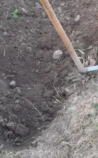 کارگر باغ هستم