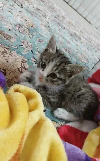 گربه