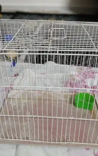 قفس