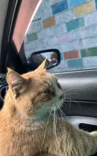 گربه ی بالغ