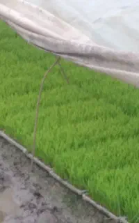 تخم هاشمی آماده کاشت
