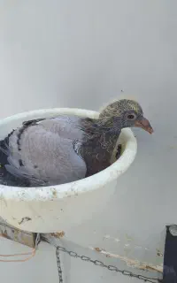 دو عدد دوبر سبز (گوی) بالا گم شدن