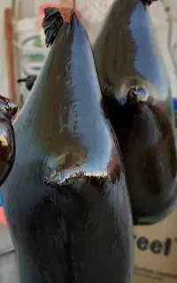 هیزه گوسفندی نو