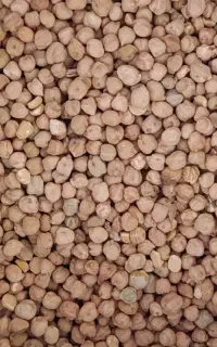نخود محلی درجه یک سیروان و ارسال به ایلام