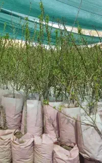 نهالستان پالیز تولید کننده انواع گردوبادام‌گلدانی