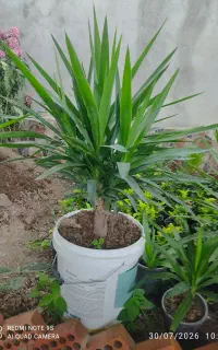 فروش گل یوکا