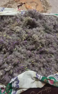 پشموک ر