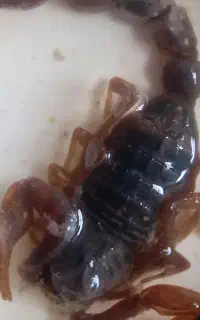 شرکت سمپاشی با مجوز رسمی در شهرهای استان مازندران