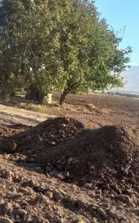 کود حیوانی