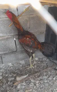 خروس