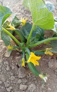 خیار بستان مستقیم از زمین بدون واسطه