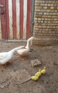 قوغاز. اردک.بوقلمون