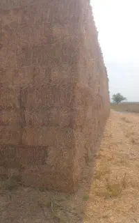 کاه گندم کوپه اماده