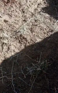 کود گاو و گوسفند