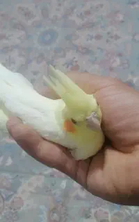 عروس هلندی