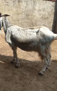 بزپاکستانی