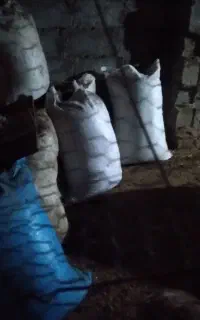 کودگوسفند