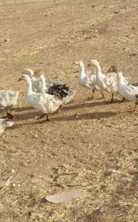 غاز