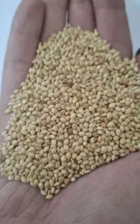 ارزن‌درشت‌وتمیز