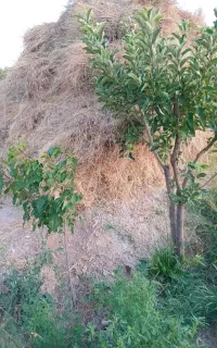 علوفه
