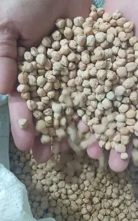 فروش فوری نخود تمیز