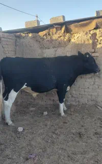 نرگاو