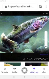 ماهیگیری غزل الا