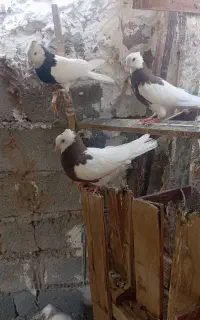 سه عدد طوقی