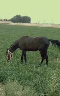 اسب